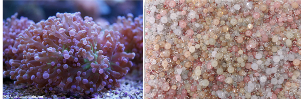 Hand embroidered couture design with crystals and beads. High fashion designs. Couture embroidery Mumbai.